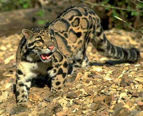 Leopard Neofelis nebulosa